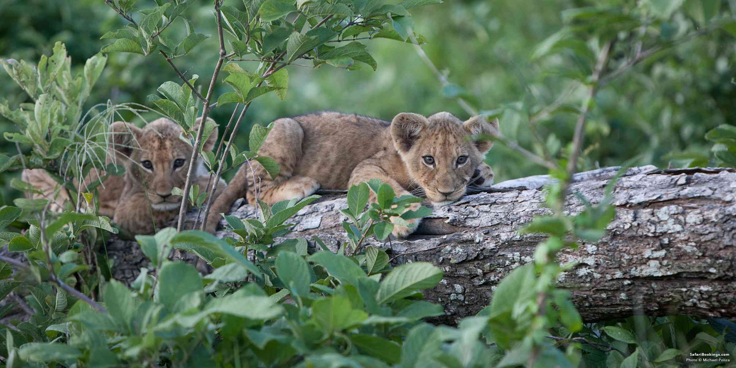 10 Sounds to Listen for on Safari