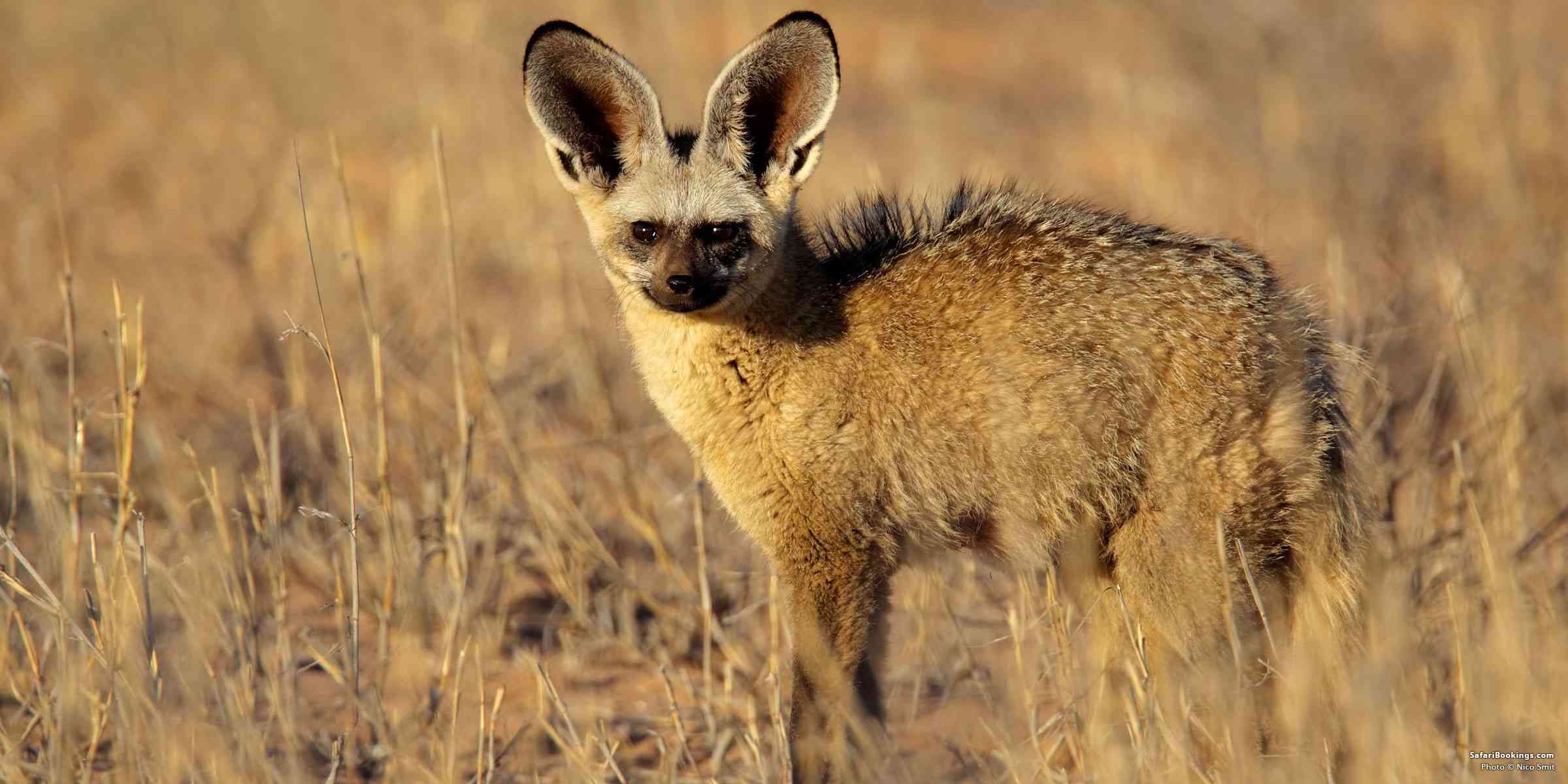 10 Unusual Species Sightings on Safari