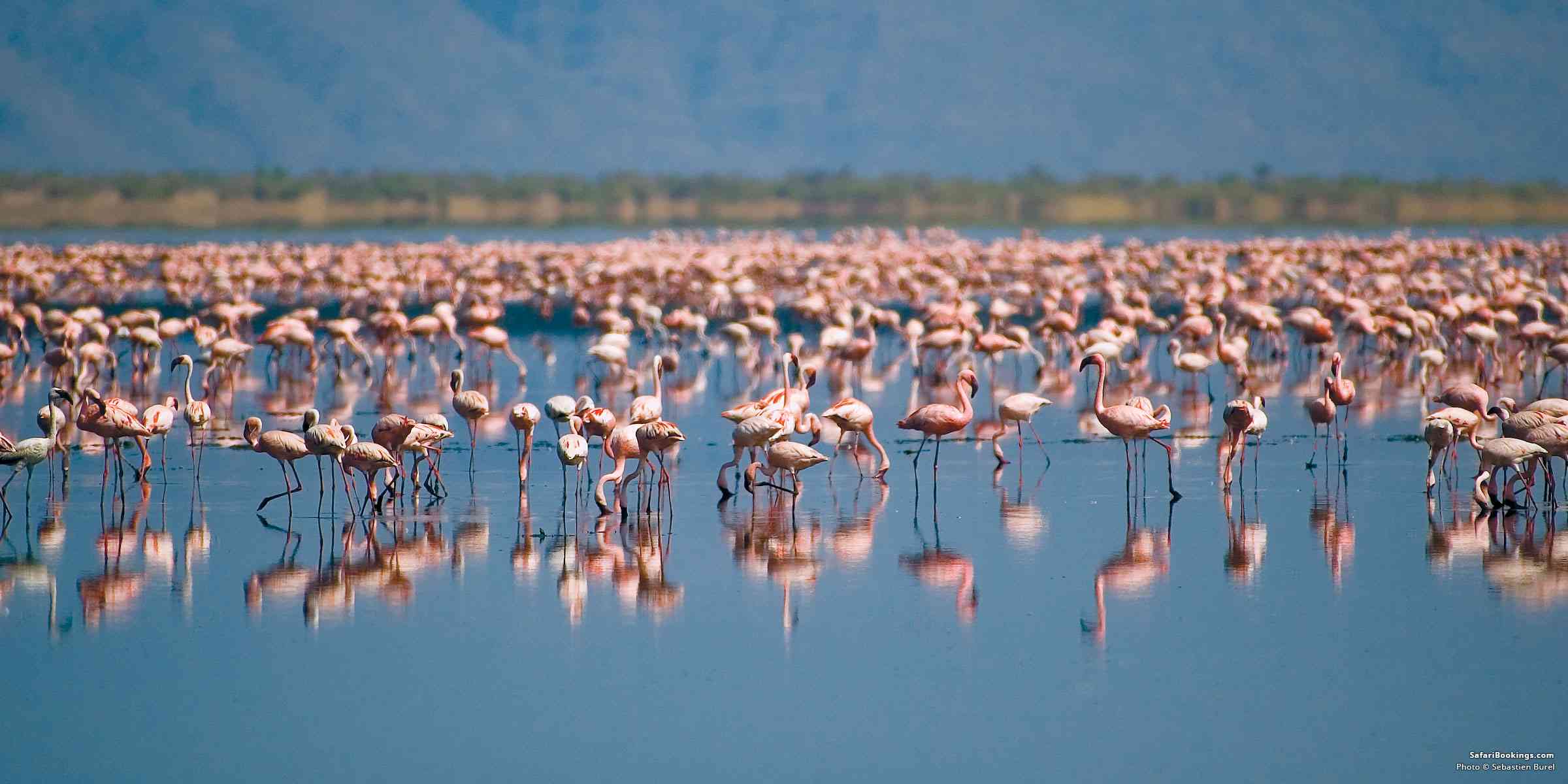 5 Fascinating Facts About Flamingos (Phoenicopteridae)