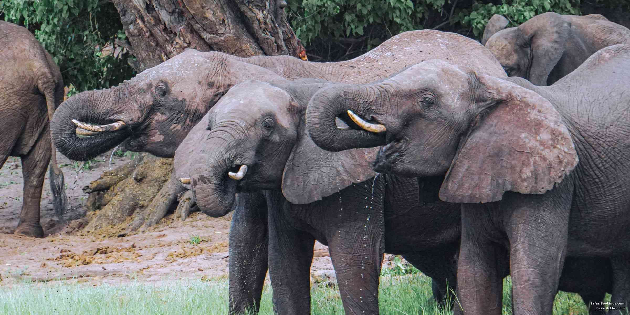 5 Fascinating Facts About the African Elephant