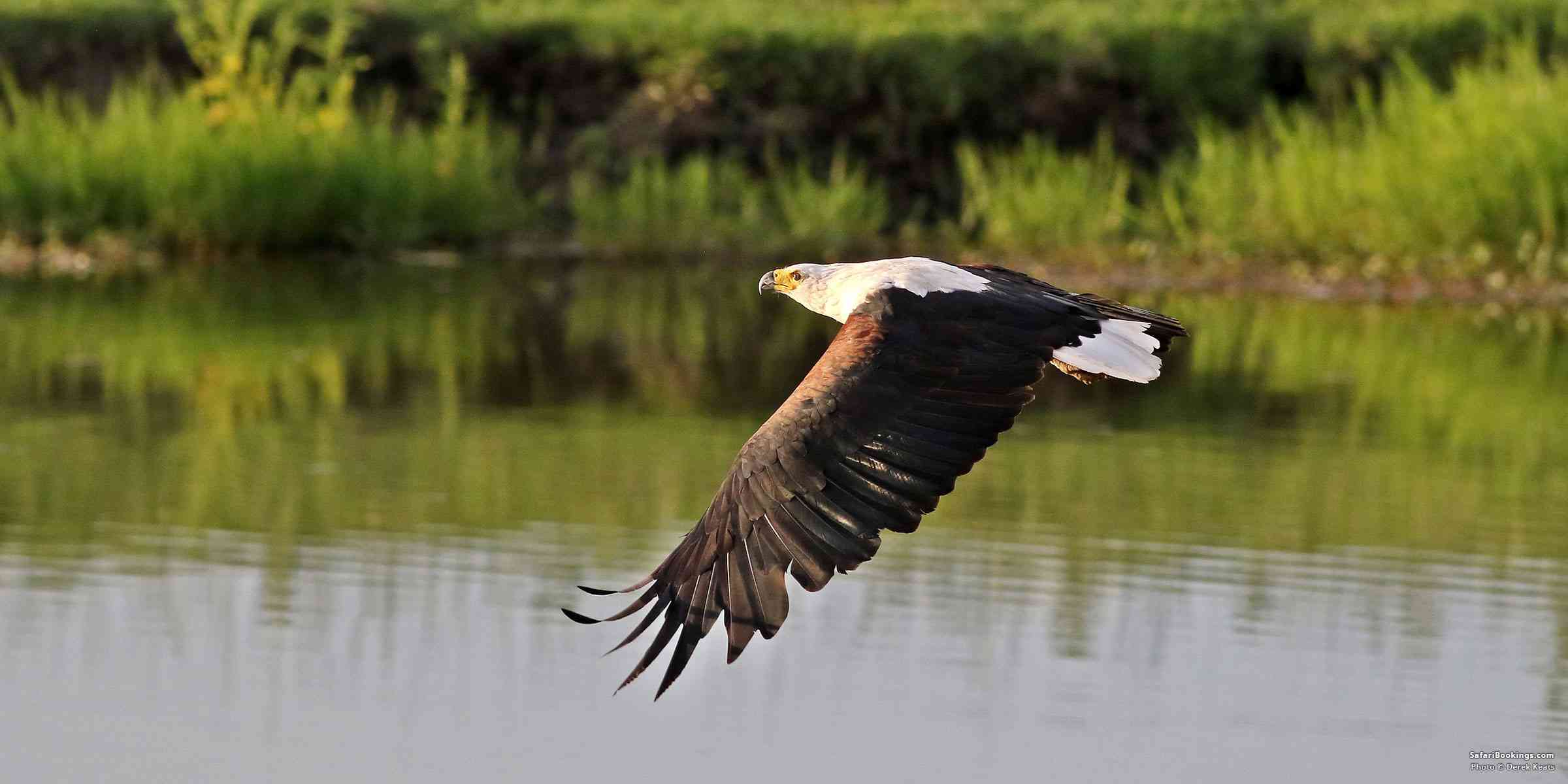 5 Fascinating Facts About the African Fish Eagle