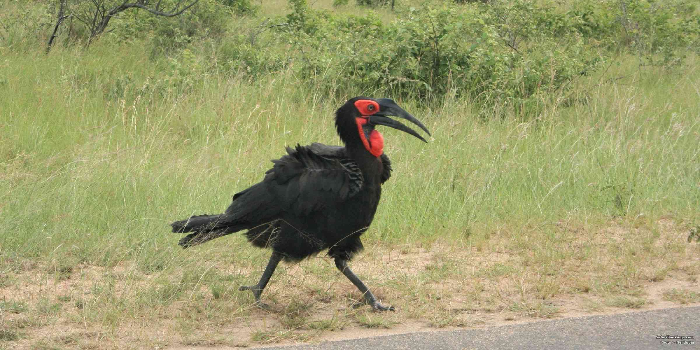 5 Fascinating Facts About the Ground Hornbill