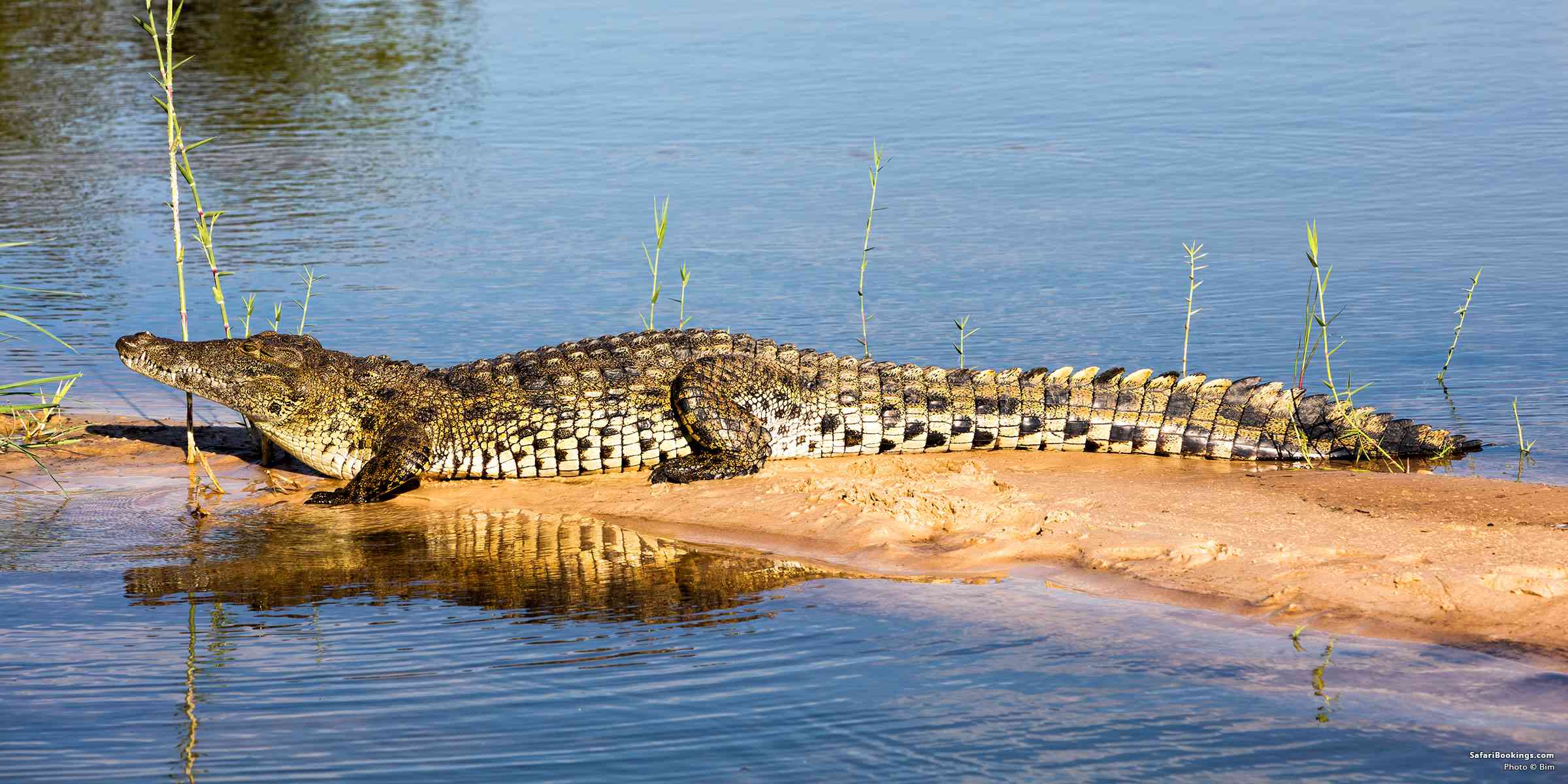 5 Fascinating Facts About the Nile Crocodile