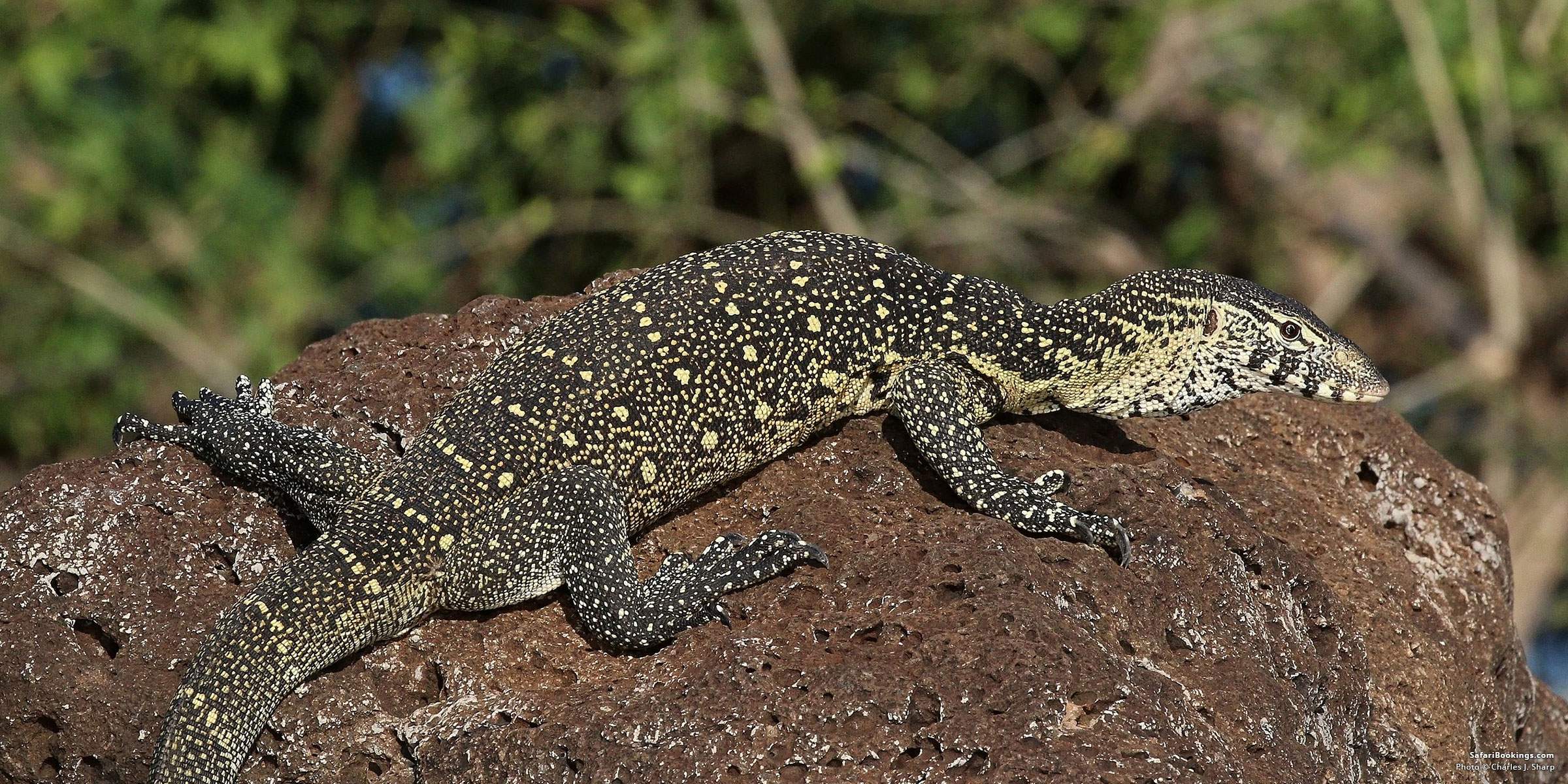 5 Fascinating Facts About the Nile Monitor