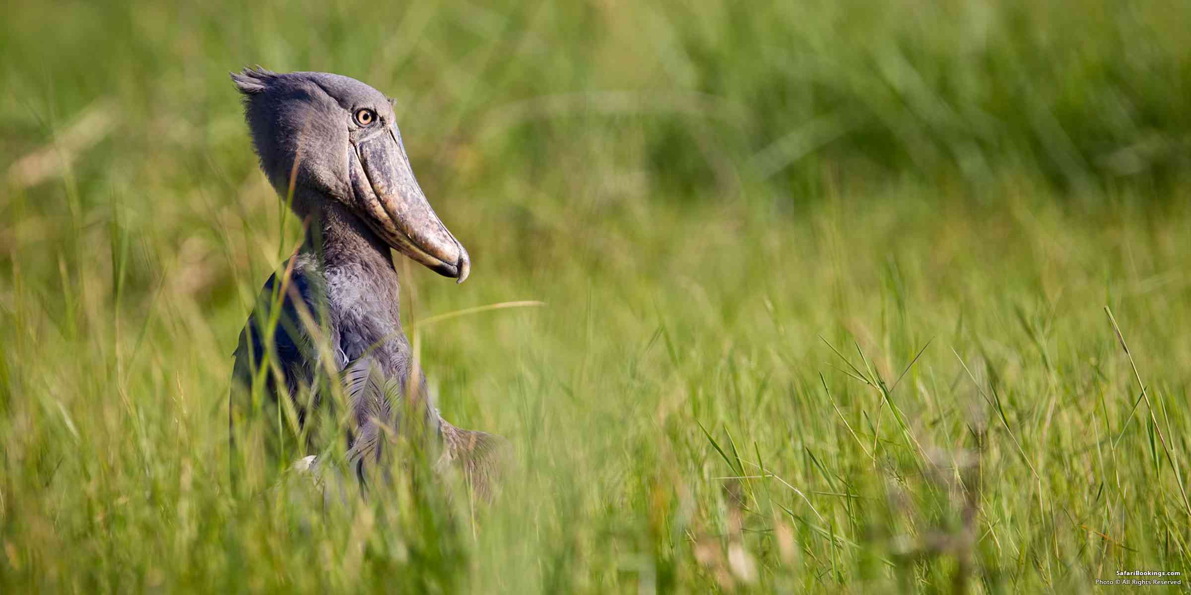 5 Fascinating Facts About the Shoebill