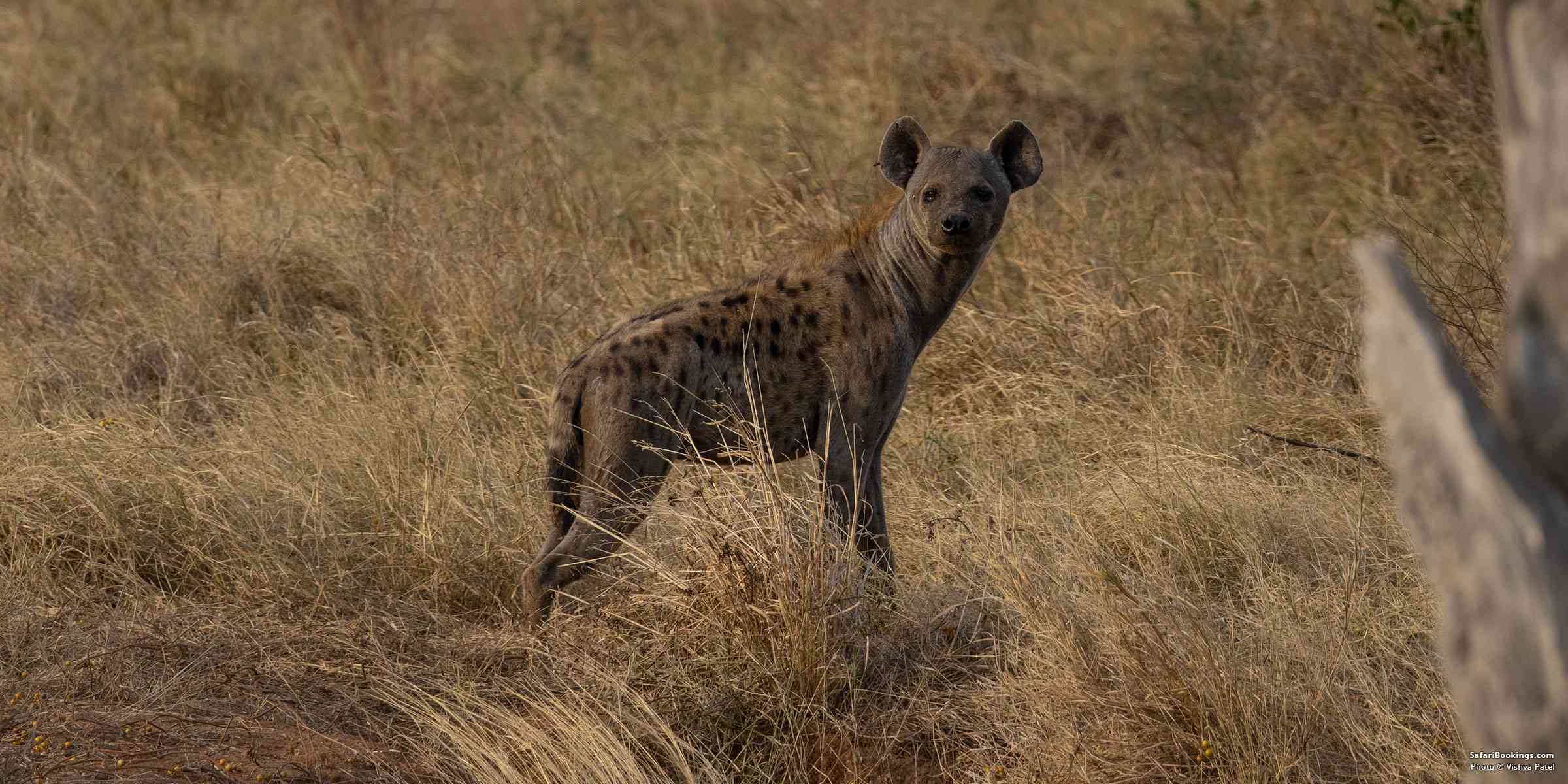 5 Fascinating Facts About the Spotted Hyena