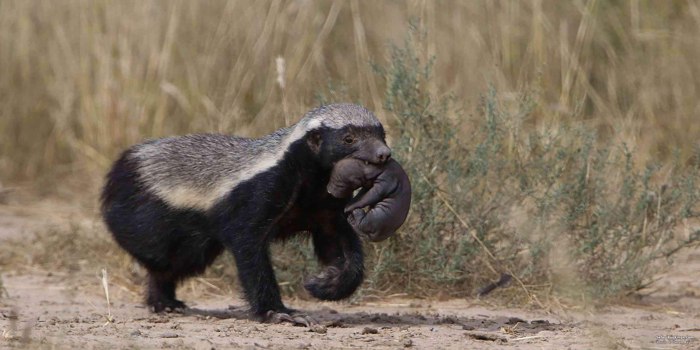 Unbelievable Honey Badger Rescue Mission Leaves Onlookers in Awe of ...