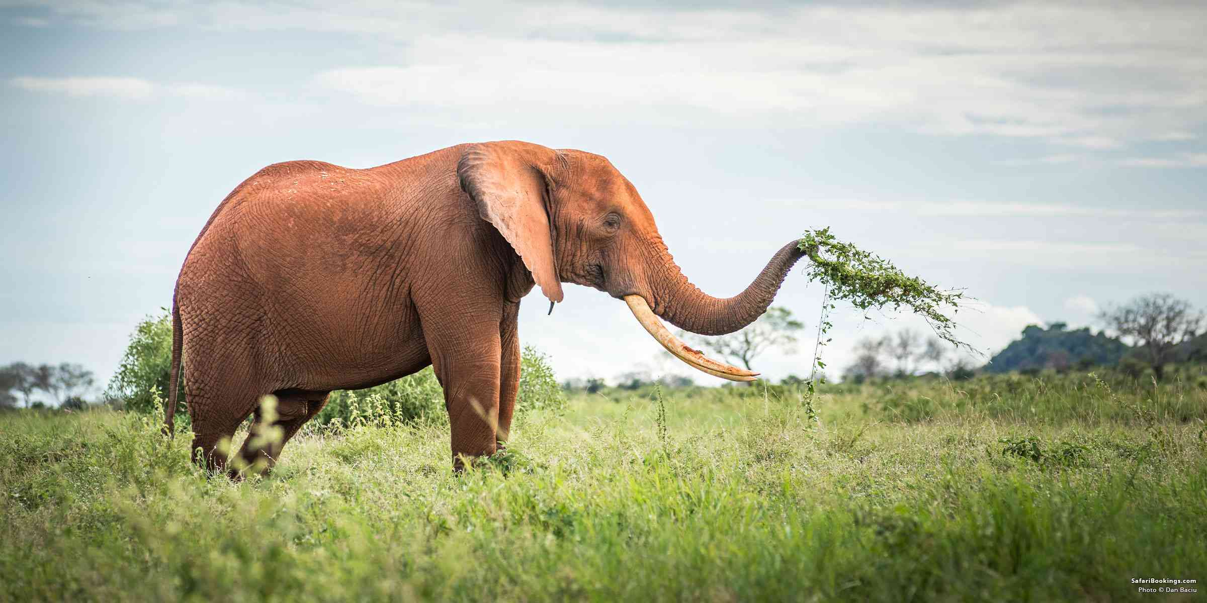 Spekulerer parti Dæmon The Red Elephants on Parade in Tsavo National Park