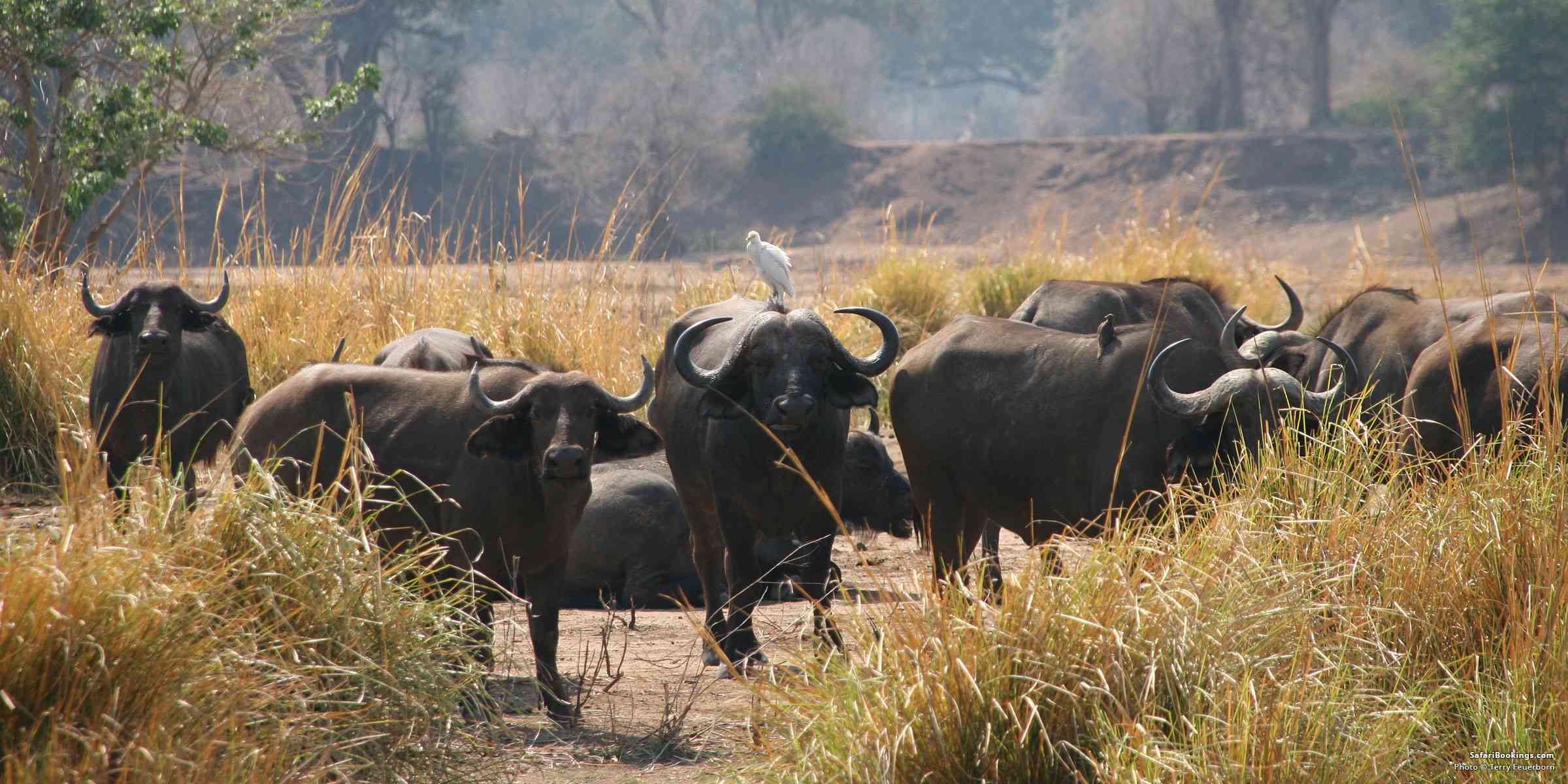 Transfrontier Parks in Southern Africa