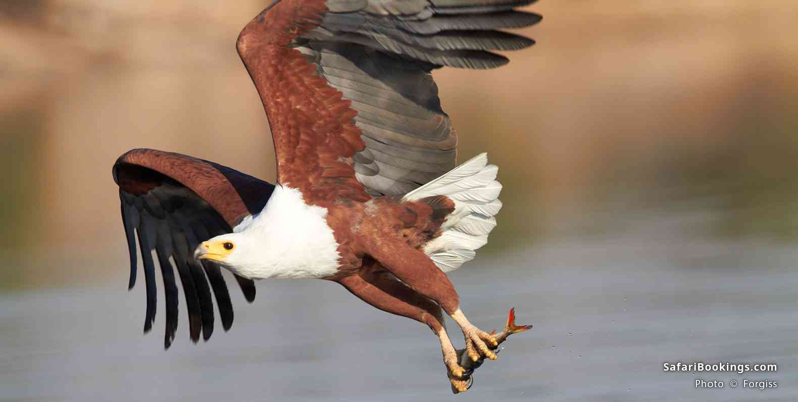 African fish eagle with a catch