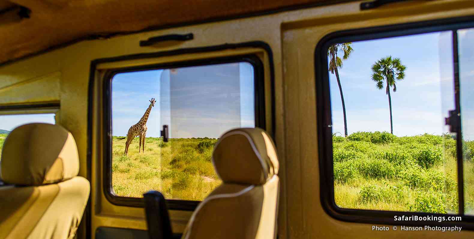 Giraffe seen from a safari vehicle