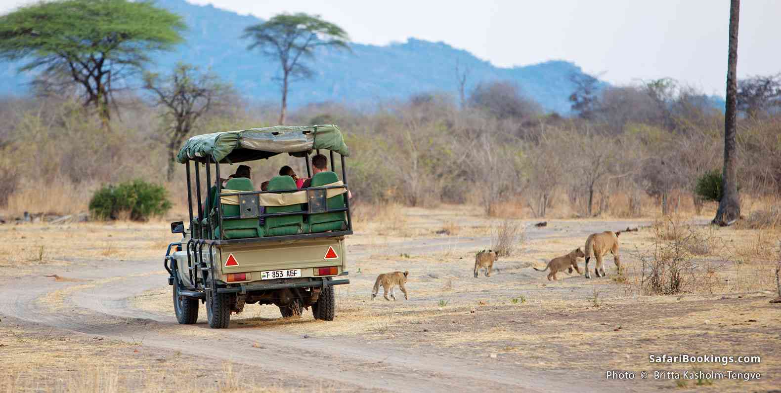 Safari vehicle with people watching lioness with cubs