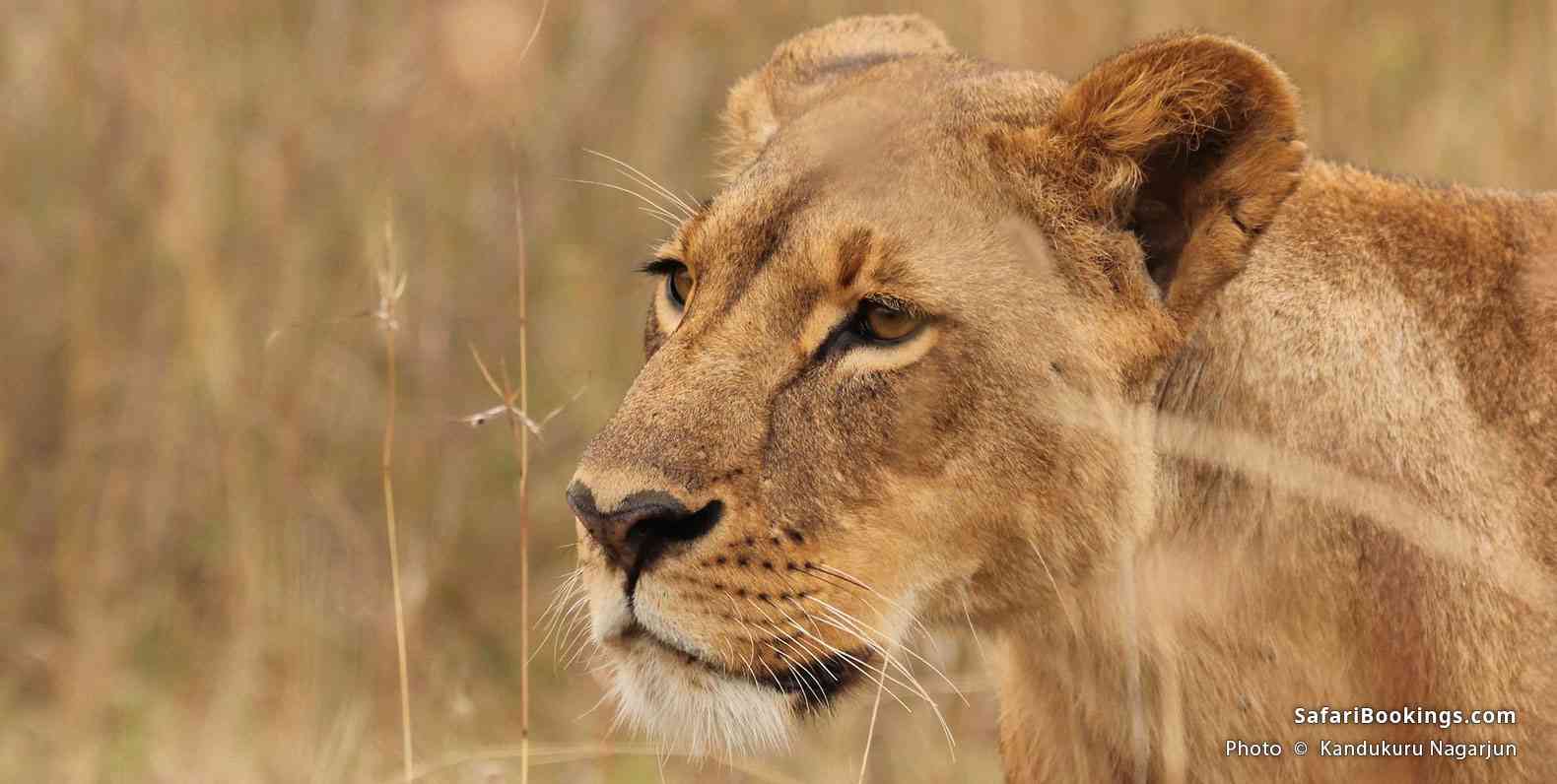 Lioness at Nairobi National Park. Kenya, 2018