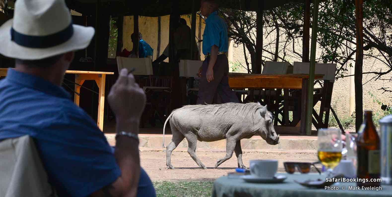 Warthog walking through camp