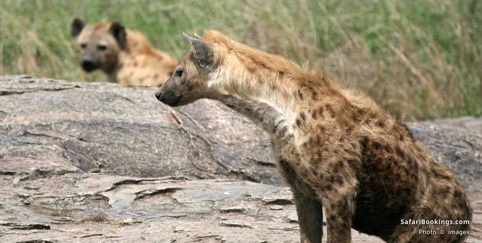 Hyena