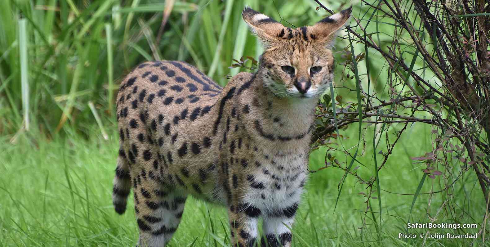 Serval in the wild