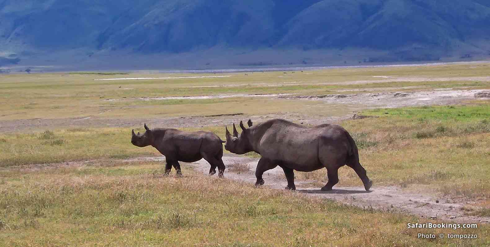 Black rhino with young