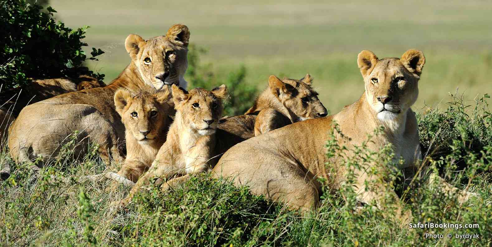 Lion pride with cubs resting