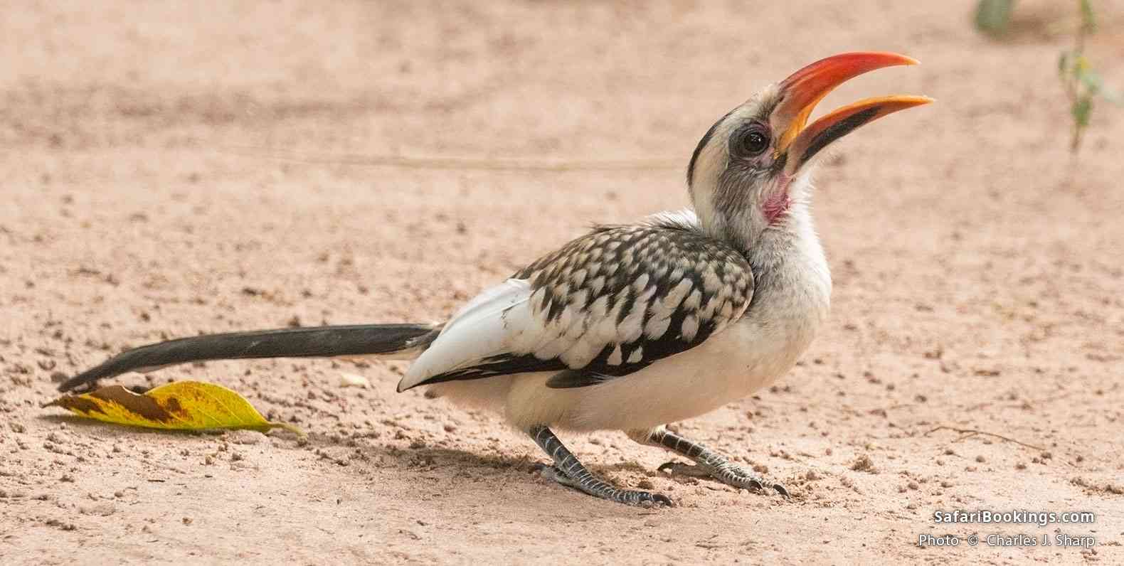 Western red-billed hornbill