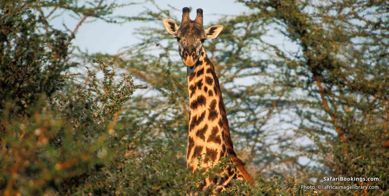 Masai giraffe in the African bush