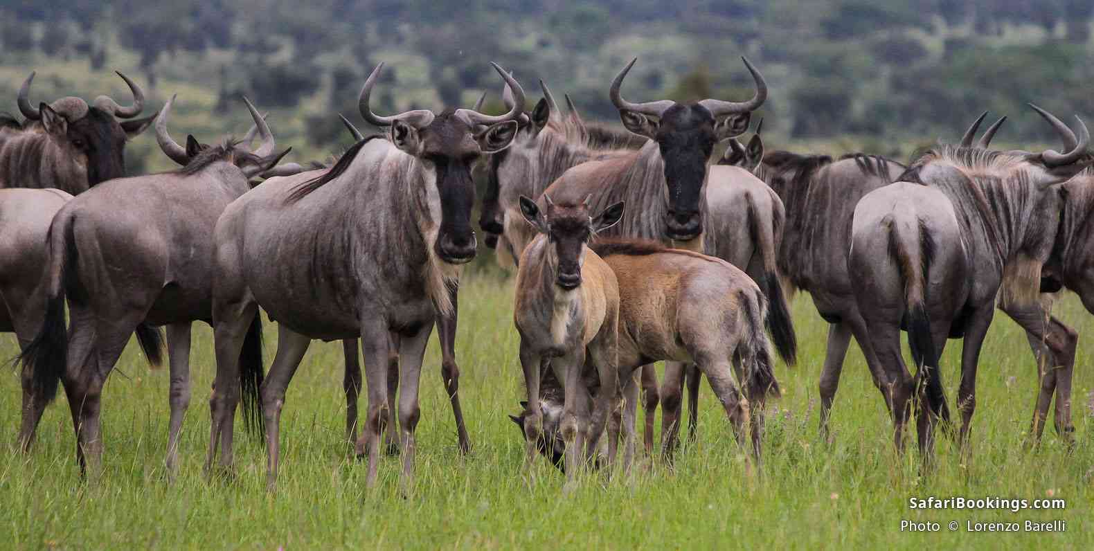 Wildebeests, Swara Plains, Kenya