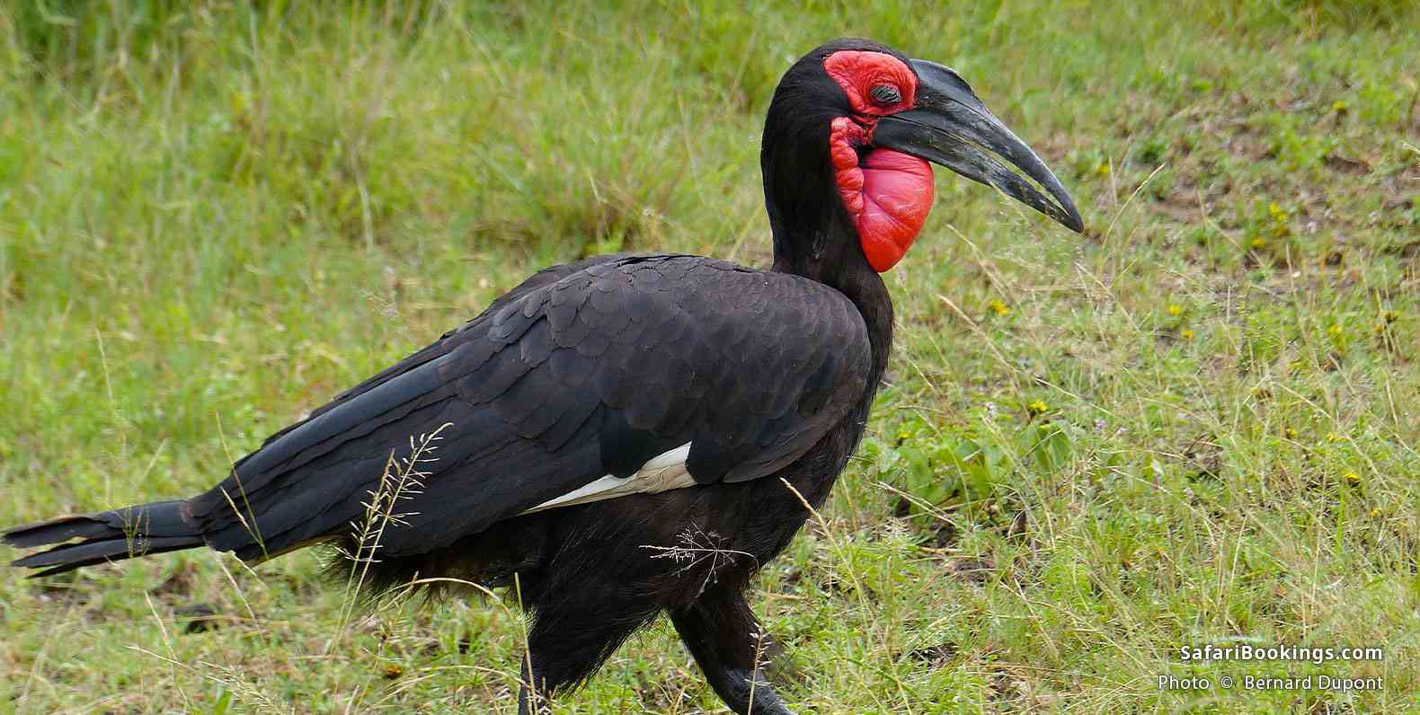 Southern ground hornbill