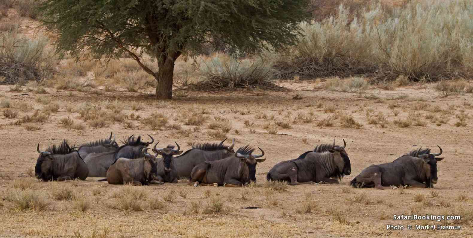 A herd of blue wildebeest in the desert