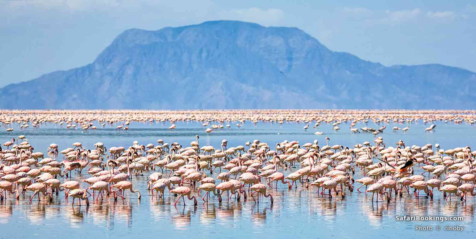 Flamingos feeding in the lake