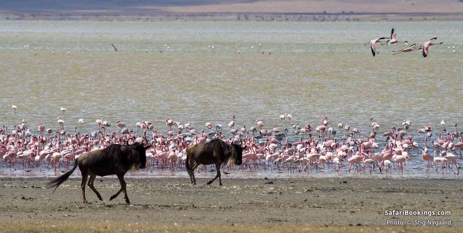 Wildebeests and flamingos