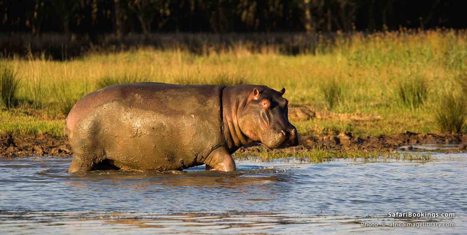 Hippo in Lake St Lucia