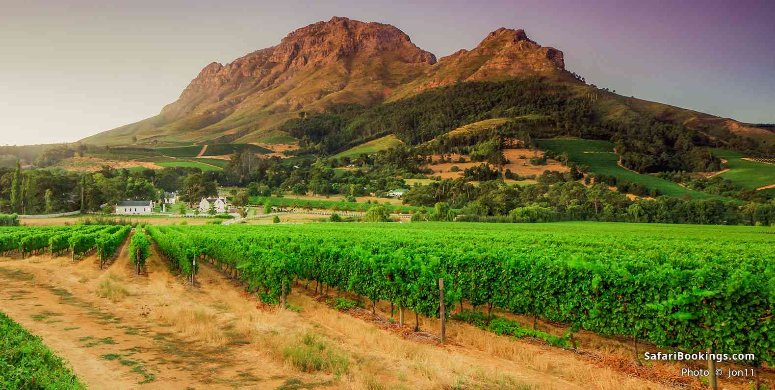 Vineyards and Helderberg Mountain near Stellenbosch