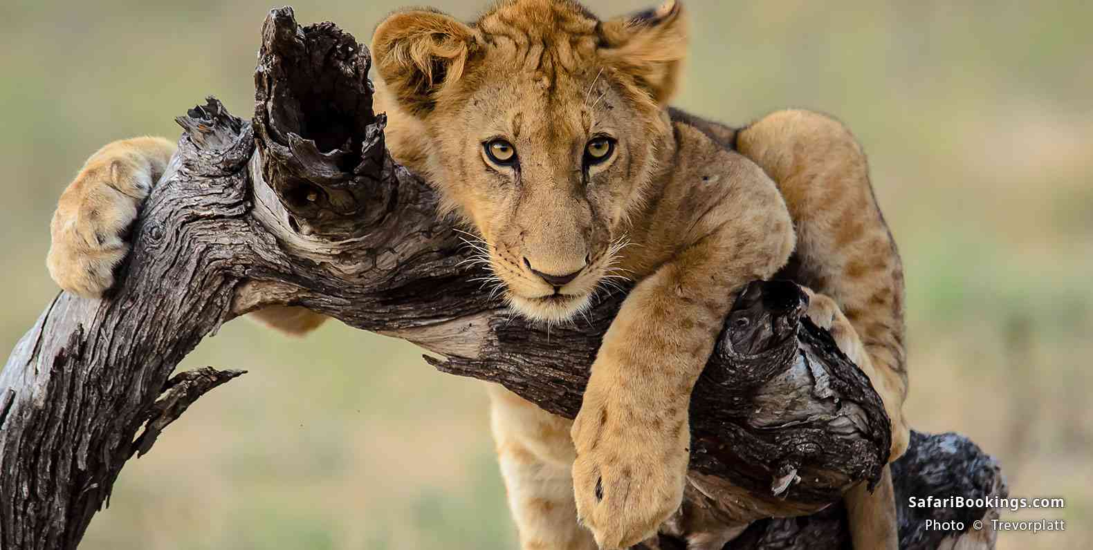 Lion cub lying on a branch