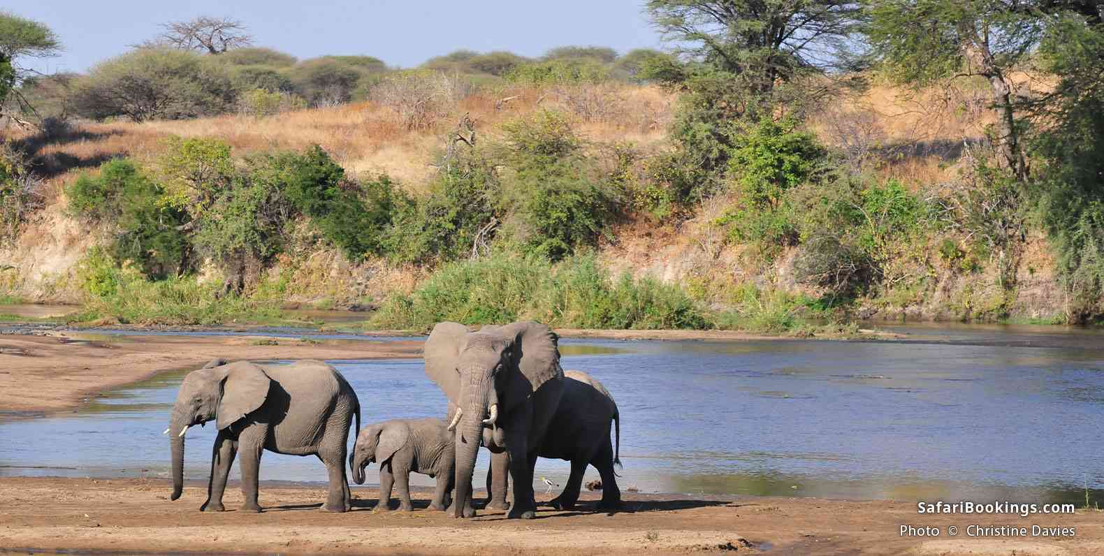 Elephants at the Ruaha River