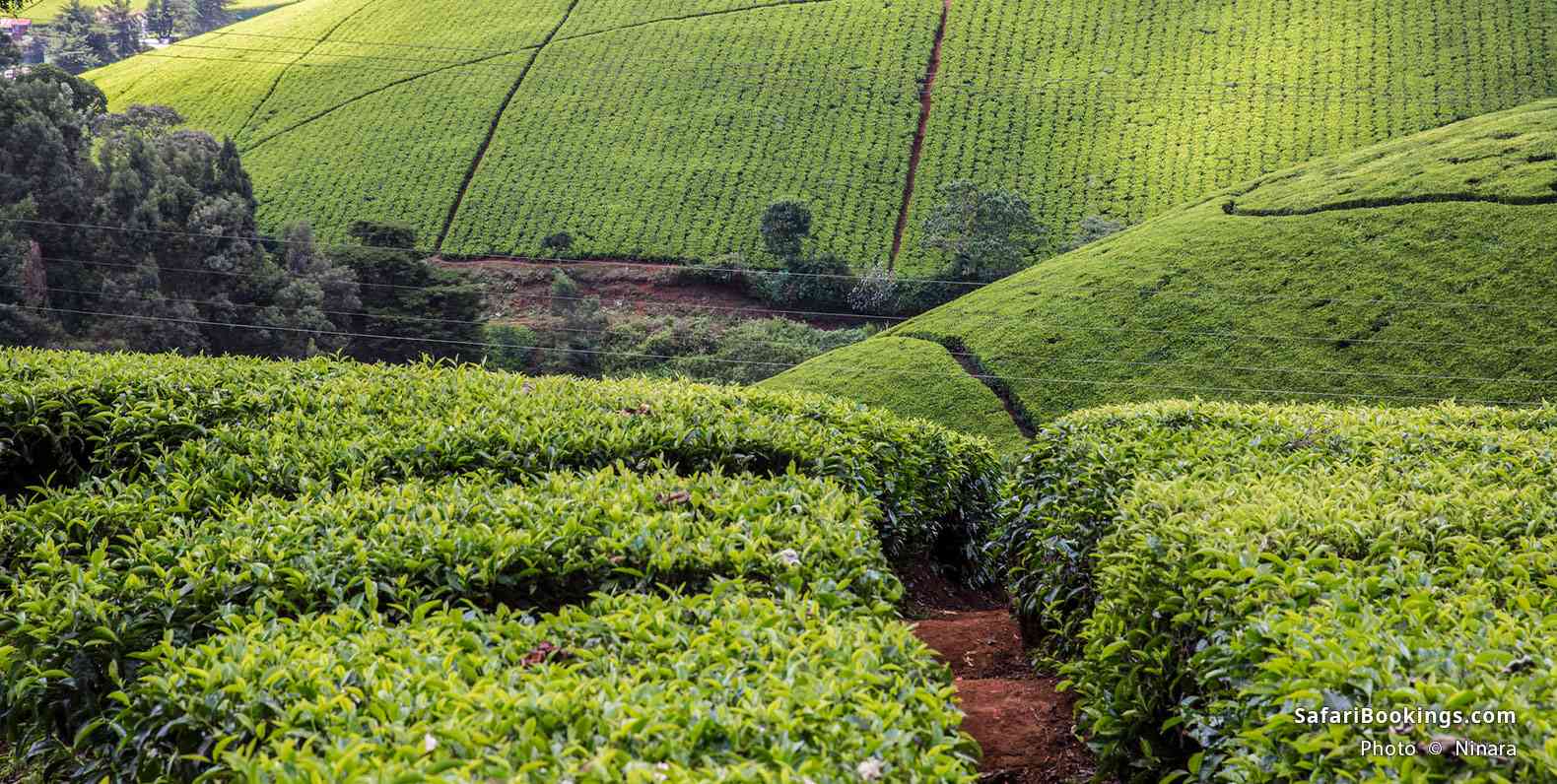 Kiambethu Tea Farm, Limuru, Kenya