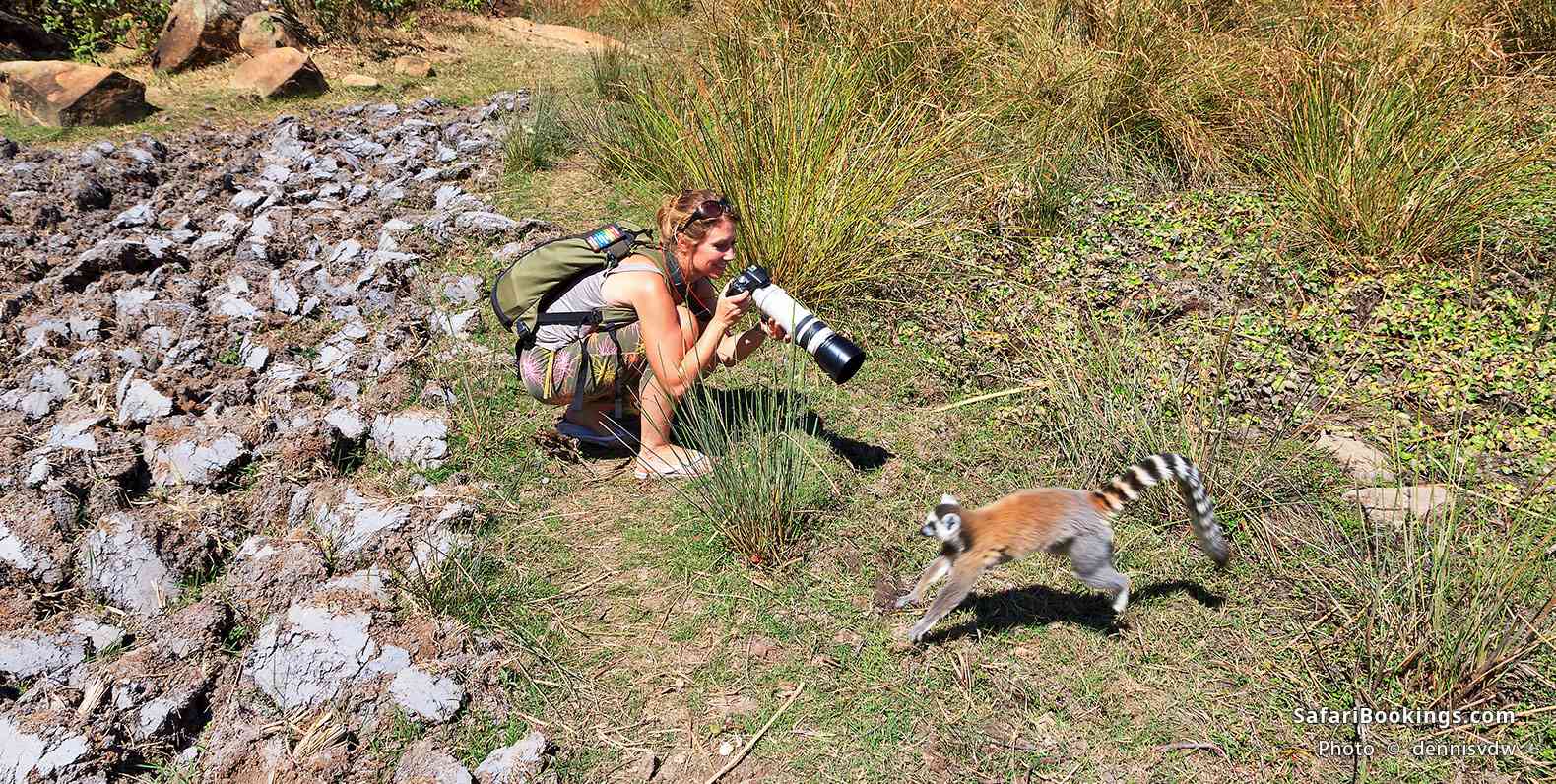 Tourist photographing a ring-tailed lemur