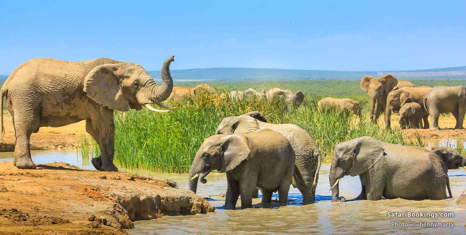 Elephants bathing and drinking
