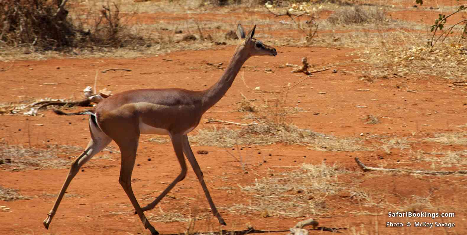 Gerenuk antelope in Tsavo East