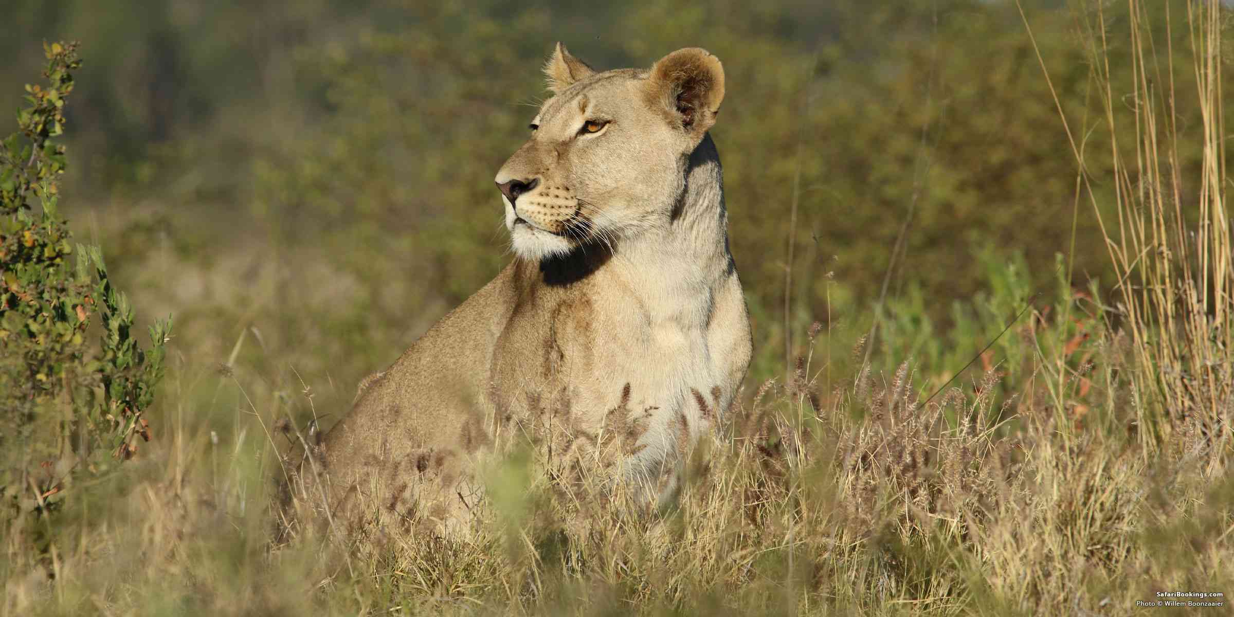 10 Things NOT to Expect on Safari