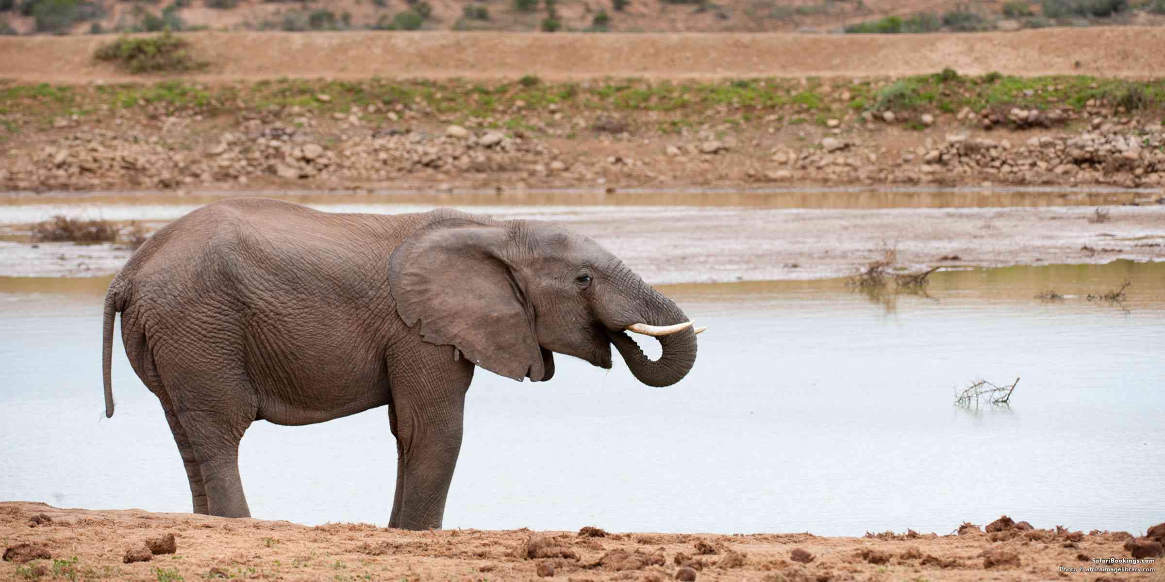 5 Best Family-friendly Safaris in South Africa