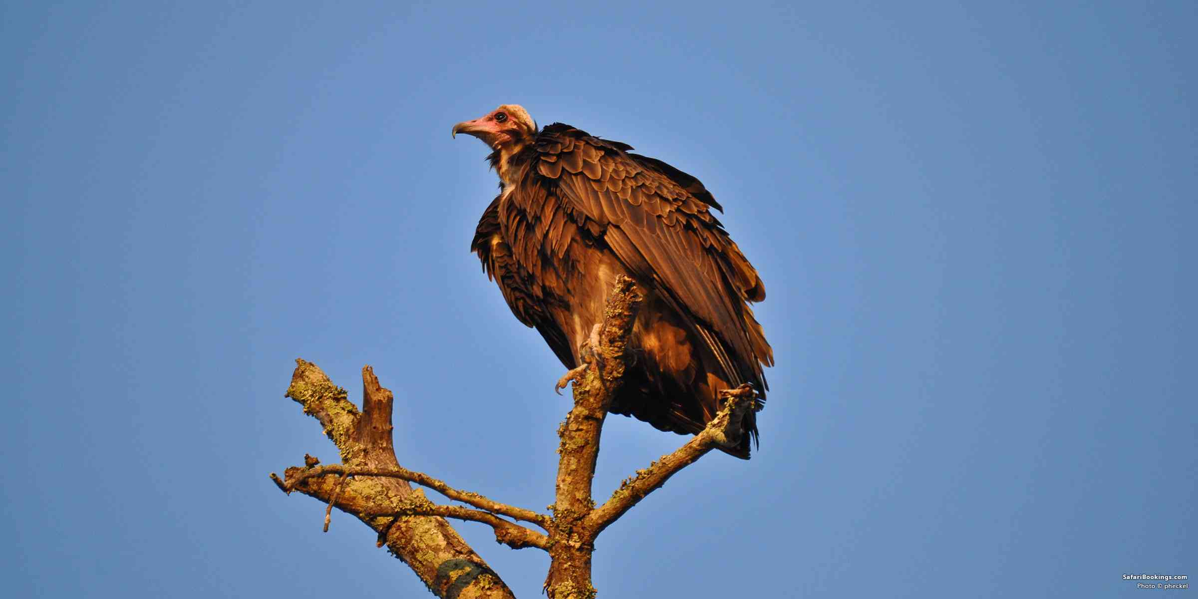 5 Fascinating Facts About Vultures