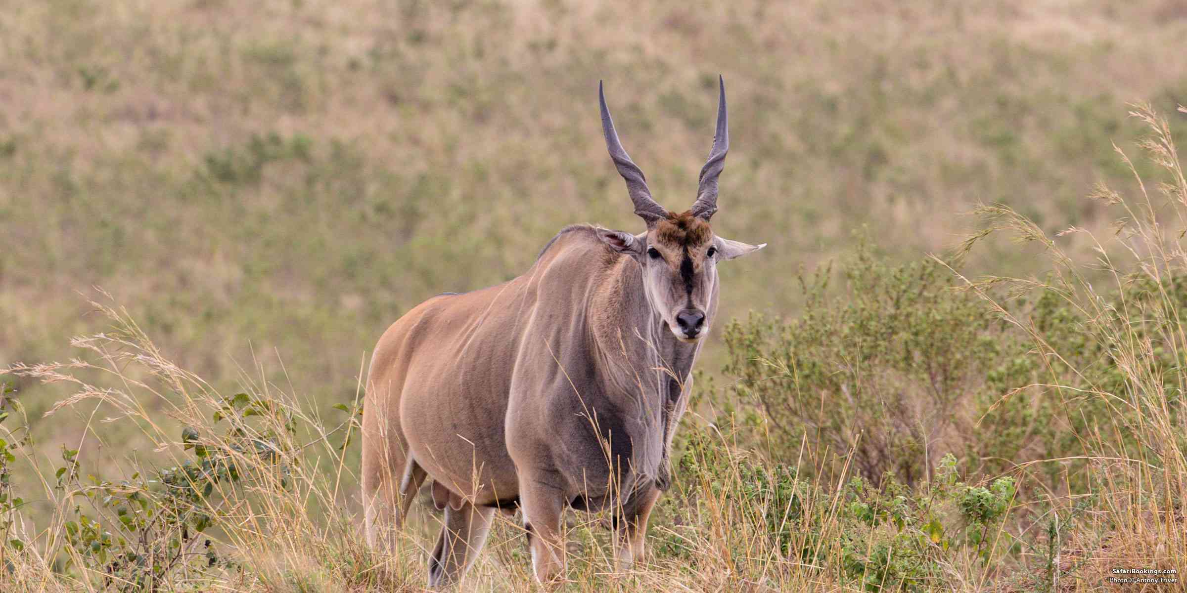 5 Fascinating Facts About the Eland