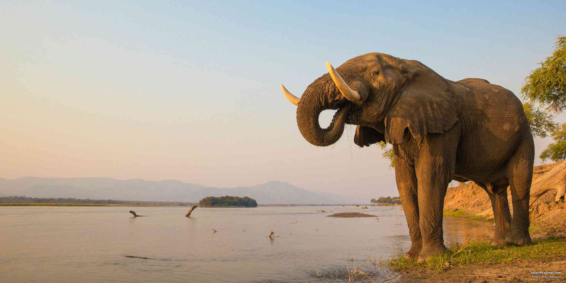 Elephant on the Zambezi
