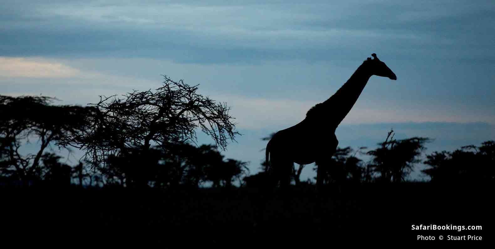 Giraffe silhouette at dusk