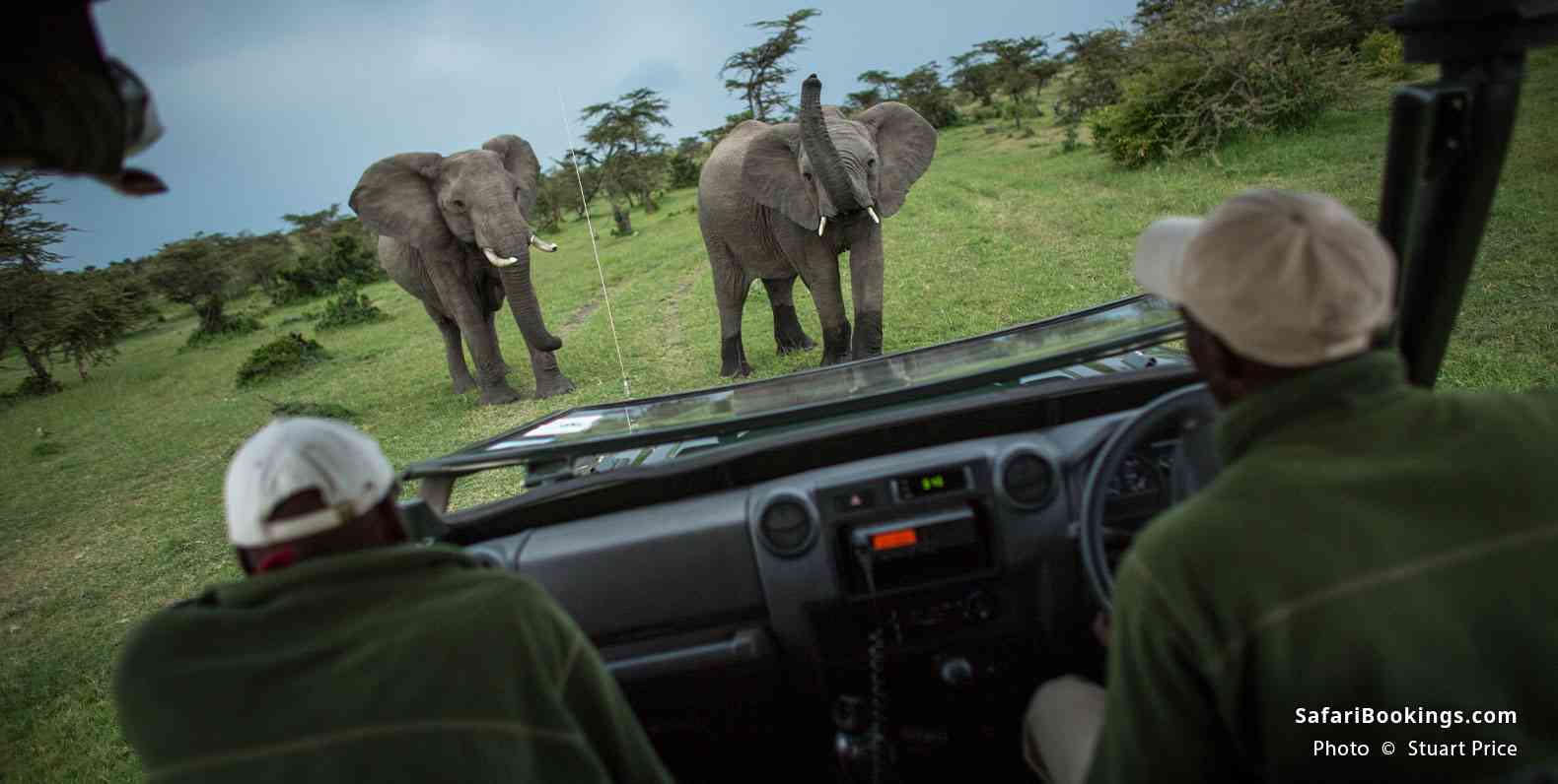 Safari vehicle with elephants