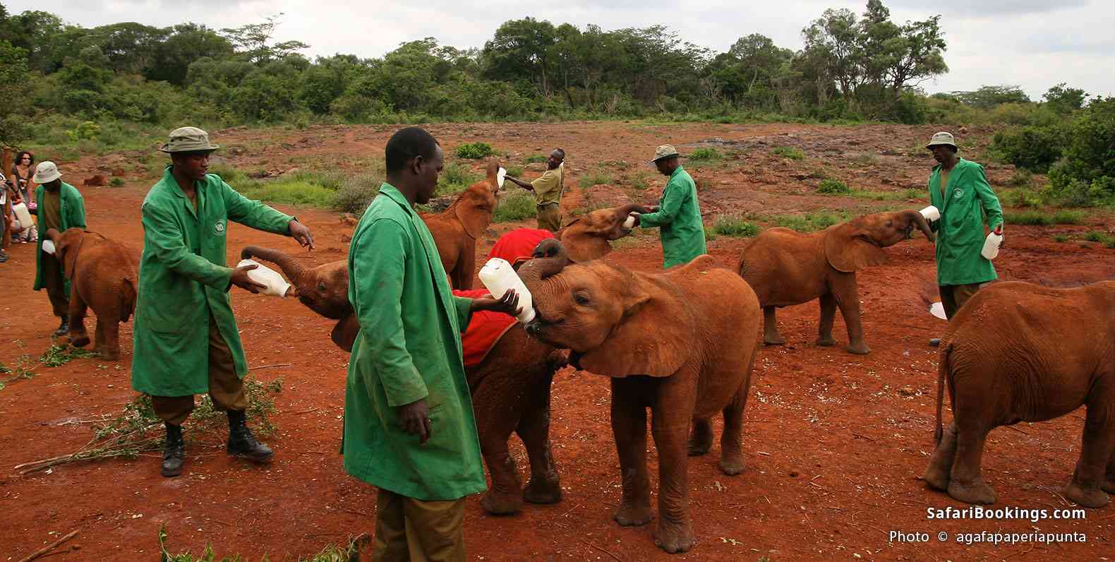 Workers feeding orphan elephants