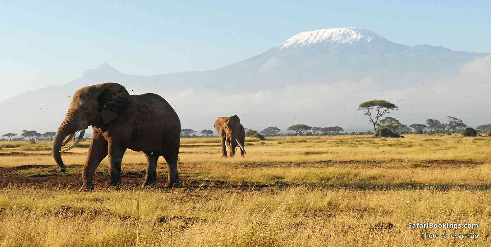 Elephants walking in front of Mount Kilimanjaro