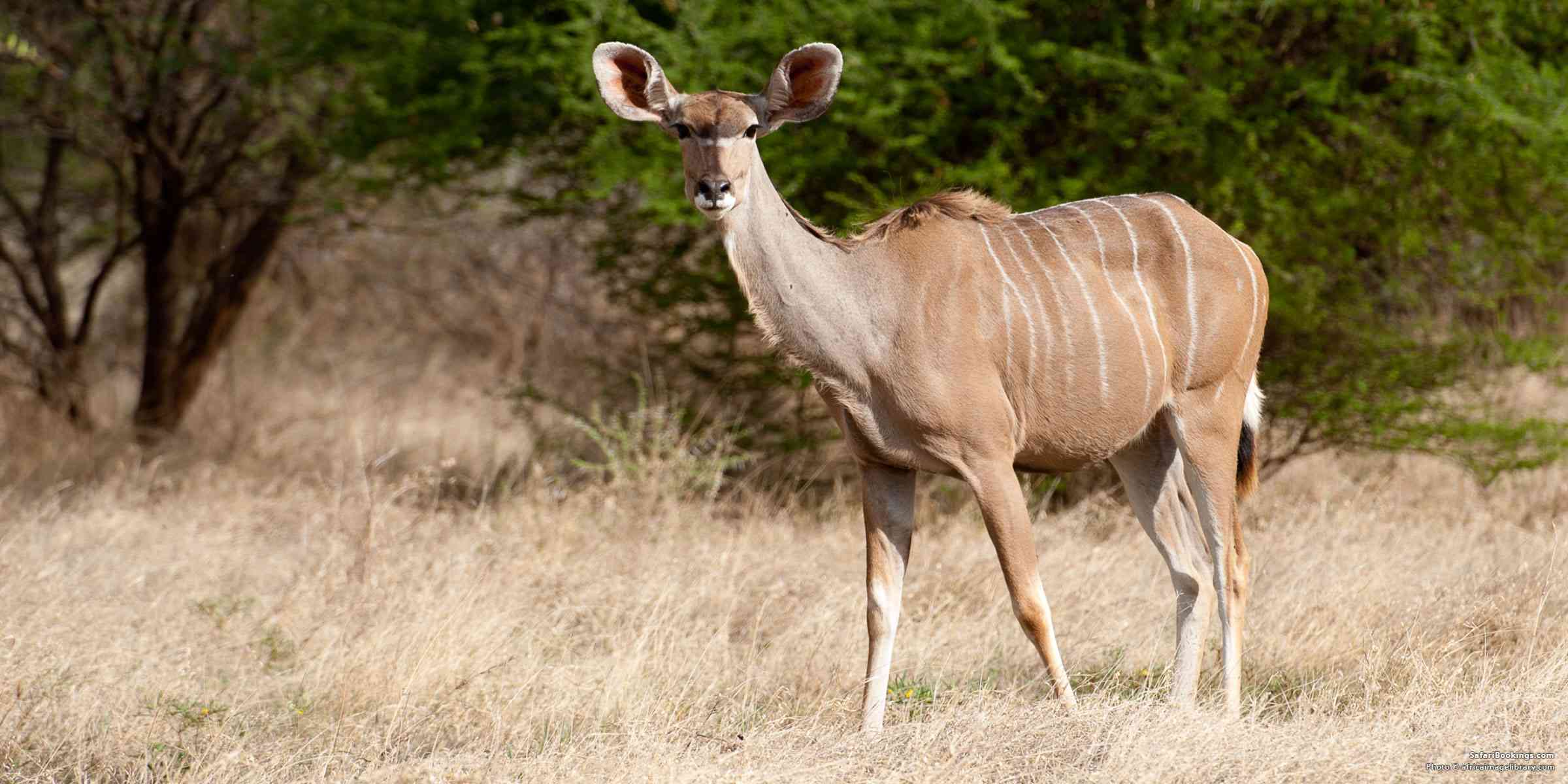 5 Fabulous Facts of the Greater Kudu (Tragelaphus Strepsiceros) –  SafariBookings