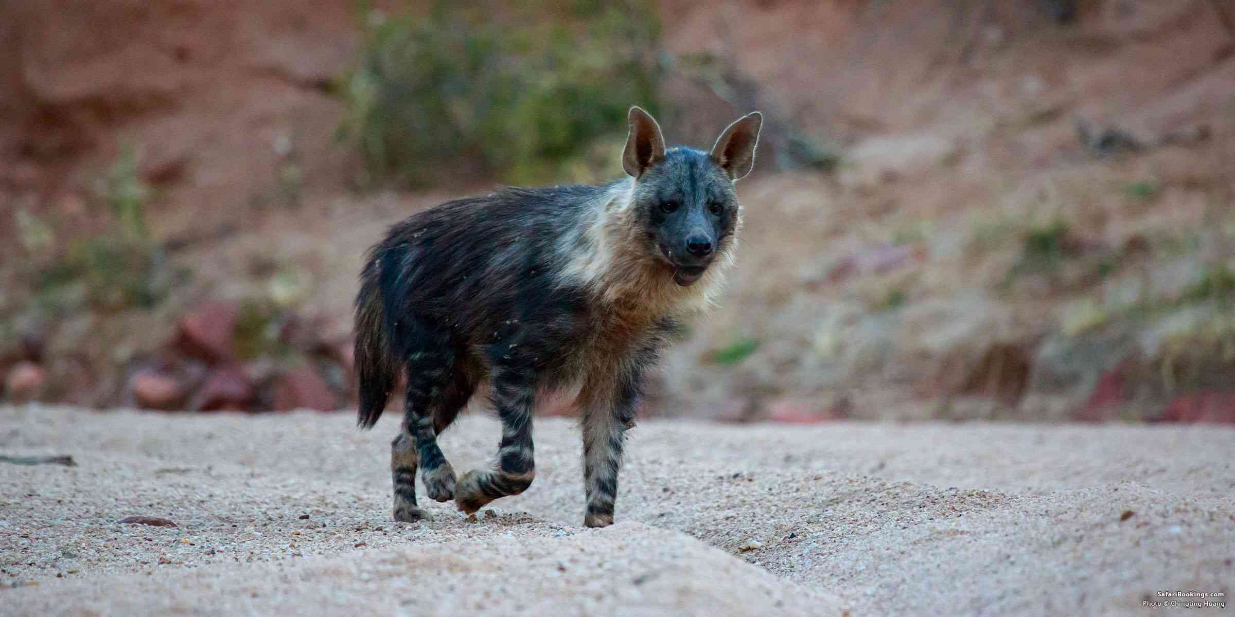 5 Fascinating Facts About Brown Hyena