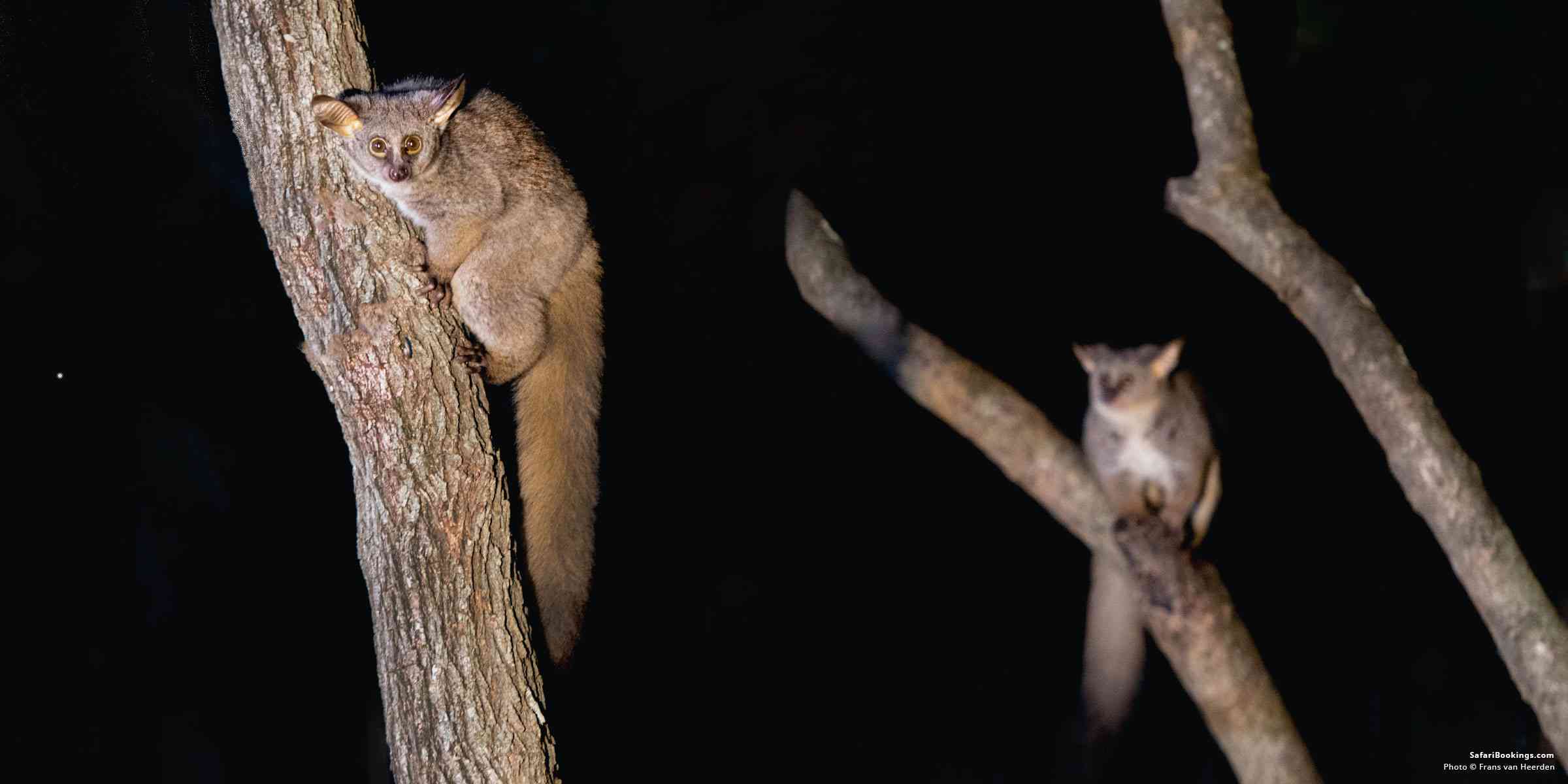 5 Fascinating Facts About Bushbabies