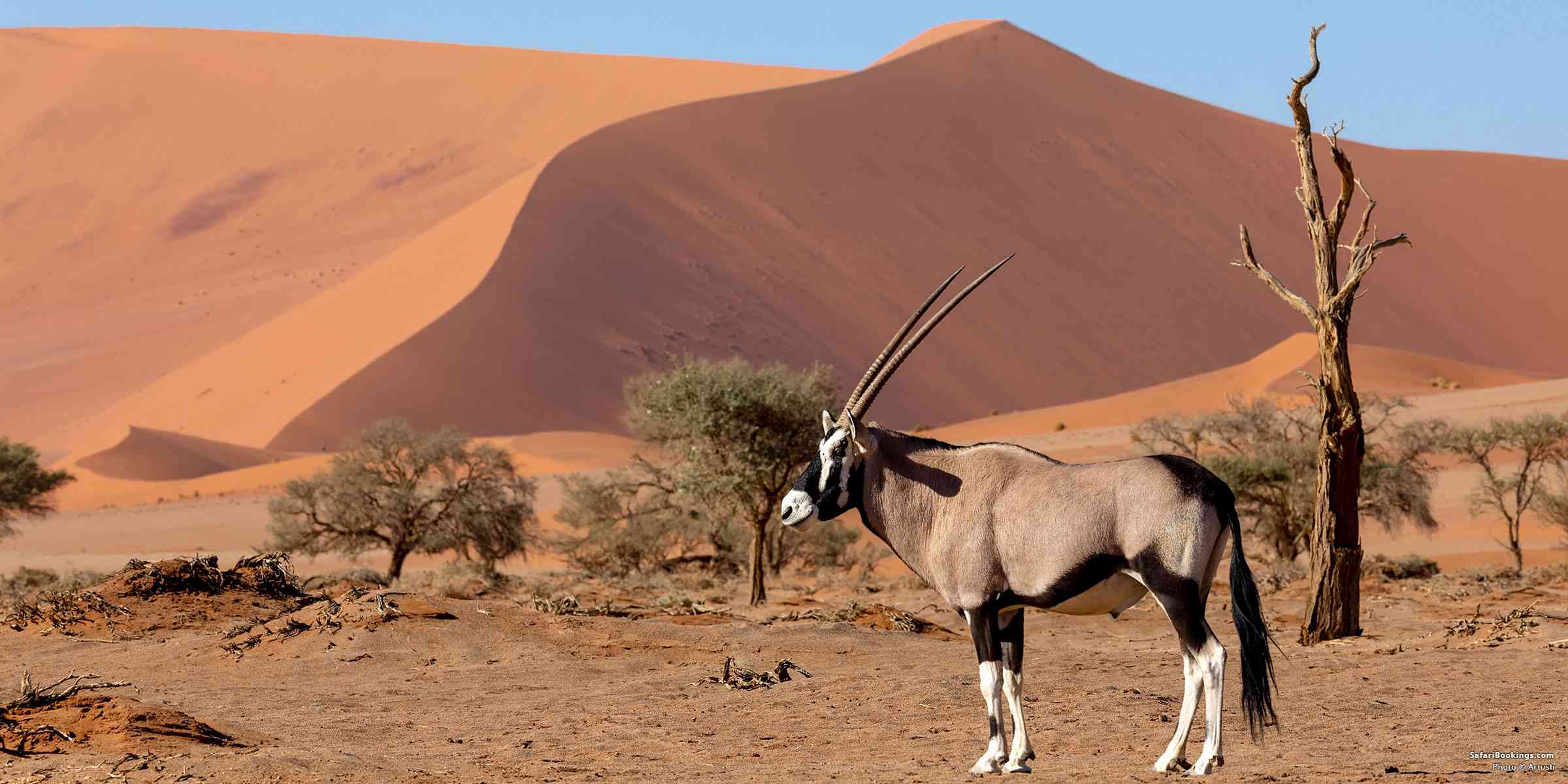 African Gemsbok
